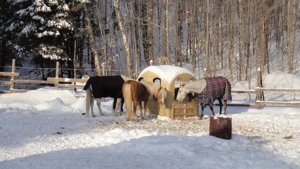 Auberge Le Cheval Bleu Saint-Alphonse-Rodriguez Bagian luar foto